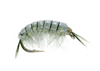 Kaufmann Scud Fly Grey Olive